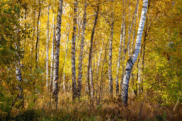 birch grove on a clear autumn day