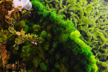 round picture of green decorative moss with LED lighting on the wall. © Евгений Вершинин