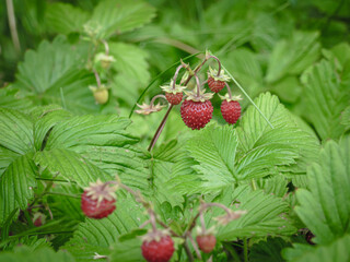 Harvest black currant in a basket on a wooden stand