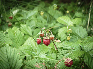 Harvest black currant in a basket on a wooden stand