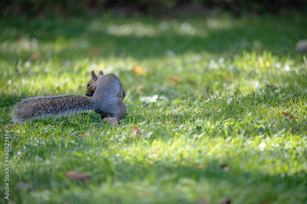 Poster The eastern gray squirrel (Sciurus carolinensis) in the park