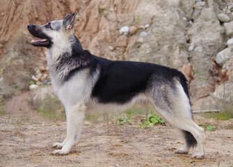 The exterior of an Eastern European Shepherd dog against the background of a mountain slope