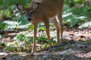 The white-tailed deer or Virginia deer in the autumn forest.