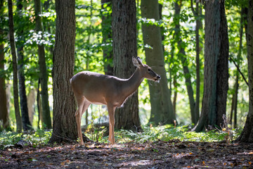 The white-tailed deer or Virginia deer in the autumn forest.