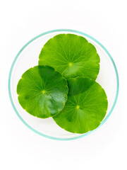 Close up centella asiatica leaves with rain drop in petri dish isolated on white background top...