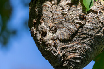 Bald-faced hornet ( Dolichovespula maculata ) Nest on a tree in the park. 