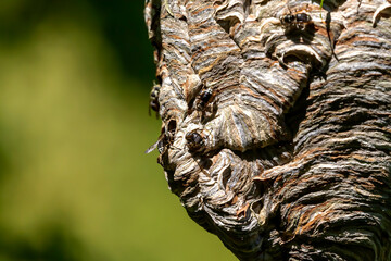 Bald-faced hornet ( Dolichovespula maculata ) Nest on a tree in the park. 