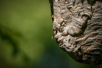 Bald-faced hornet ( Dolichovespula maculata ) Nest on a tree in the park. 