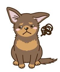 不満があるチワワ（チョコタン）