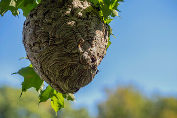 Bald-faced hornet ( Dolichovespula maculata ) Nest on a tree in the park. 