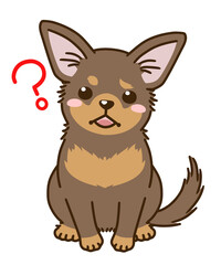 疑問に思うチワワ（チョコタン）