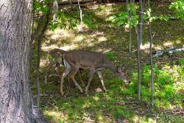 The white-tailed deer or Virginia deer in the autumn forest.