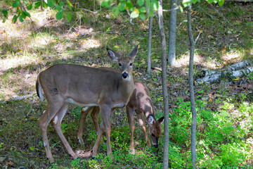 Naklejka na ściany i meble The white-tailed deer or Virginia deer in the autumn forest.