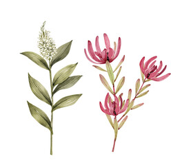 set of watercolor botanical illustrations of tropical flowers protea and green plants, hand painted
