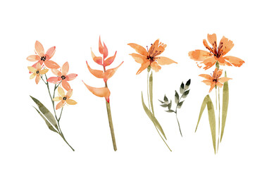 botanical set of orange flowers and plants. watercolor drawing, hand painted on white background