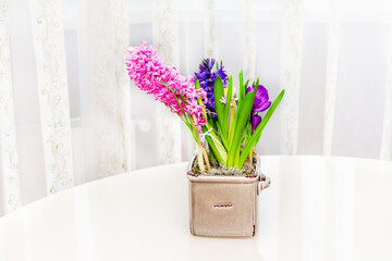 pink and blue hyacinths and purple crocuses in a flower pot on a white table in a room against a background of white curtains