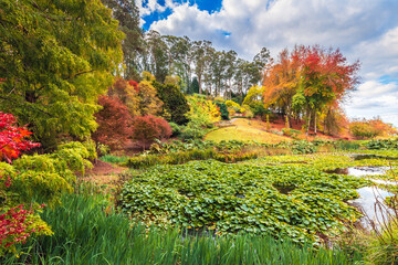 Colorful australian autumn at Mount Lofty park by the pond with lily pads in South Australia