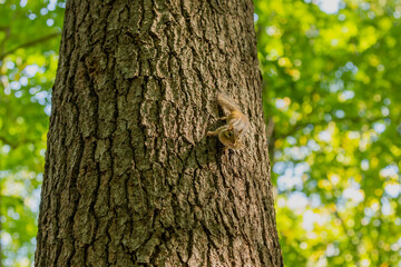 The eastern chipmunk (Tamias striatus) in the park