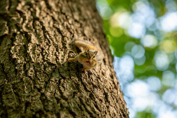 The eastern chipmunk (Tamias striatus) on a tree. The eastern chipmunk  is a chipmunk species found in eastern North America