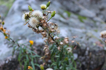 flower in autumn  