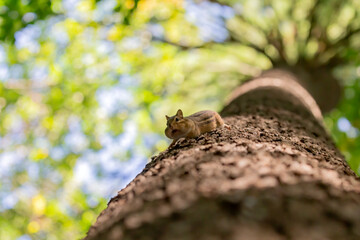 The eastern chipmunk (Tamias striatus) on a tree. The eastern chipmunk  is a chipmunk species found in eastern North America