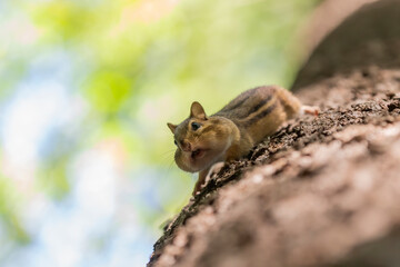 The eastern chipmunk (Tamias striatus) on a tree. The eastern chipmunk  is a chipmunk species found in eastern North America
