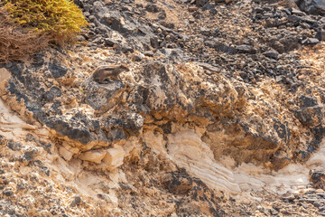 A squirrel in the Cuevas de Ajuy, Pajara, west coast of the island of Fuerteventura, Canary Islands. Spain