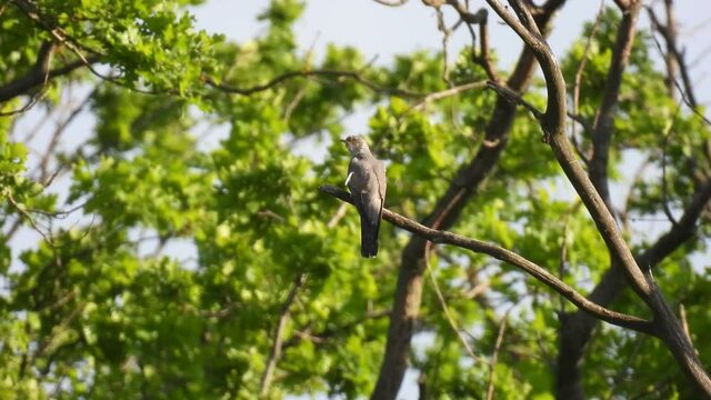 common cuckoo (cuculus canorus) sits on a tree branch in the forest on a blurred green background. natural sound
