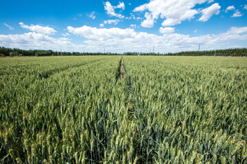 Wheat is growing in the field ,The wheat fields are under the blue sky and white clouds
