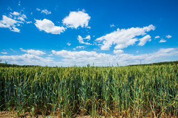 Wheat is growing in the field ,The wheat fields are under the blue sky and white clouds