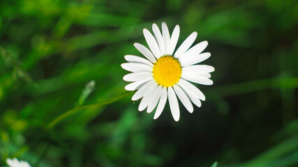 Fototapeta premium Macro d'une fleur de marguerite, ayant éclos sur un chemin forestier, dans les Landes de Gascogne