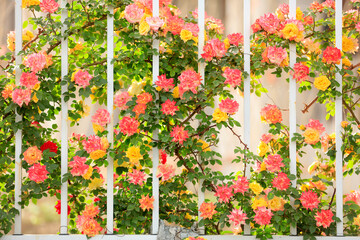 In the summer, rose is blooming