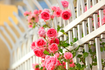 In the summer, rose is blooming