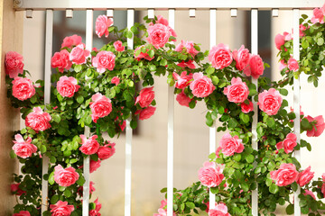 In the summer, rose is blooming