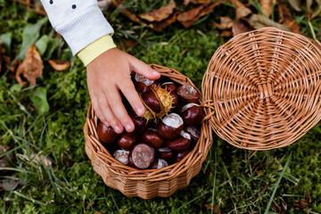 Ręka małej dziewczynki nad koszykiem pełnym owoców kasztanowca, kasztany w koszyku wiklinowym  - obrazy, fototapety, plakaty