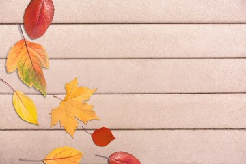 Multicolored autumn leaves on a background. Autumn and fall