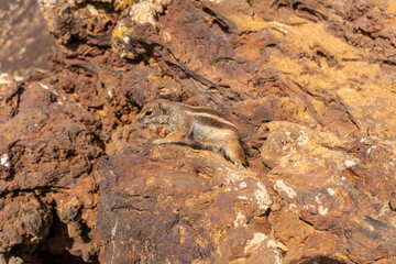 Wild squirrels in the Crater of the Calderon Hondo volcano near Corralejo, north coast of the island of Fuerteventura, Canary Islands. Spain