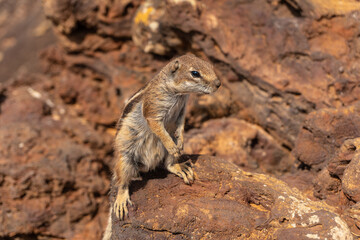 Naklejka na ściany i meble Wild squirrels in the Crater of the Calderon Hondo volcano near Corralejo, north coast of the island of Fuerteventura, Canary Islands. Spain
