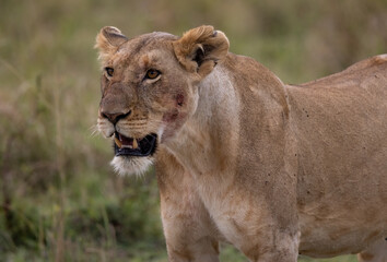 Obraz premium A lion in Africa 