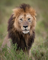 Fototapeta na wymiar A lion in Africa 