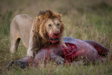 Lion hunting a hippo in Africa 