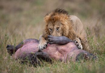 Lion hunting a hippo in Africa 