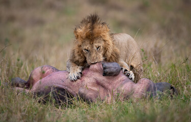 Fototapeta Lion hunting a hippo in Africa  obraz