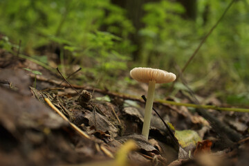 Russulaceae in the autumn forest