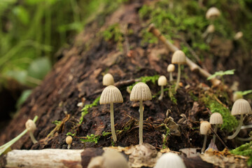 Coprinellus in the autumn forest, closeup 