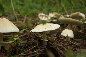 Amanita citrina in the autumn forest 