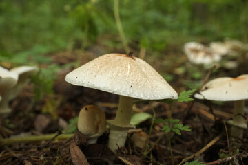 Amanita citrina in the autumn forest 