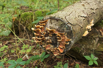 Fungi in closeup, autumn forest 