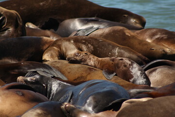 sea lions resting on rocks