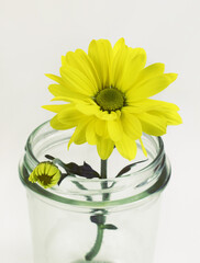 Yellow chrysanthemum flower in a glass jar on white background